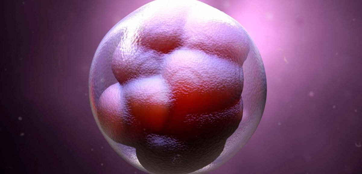 Que hacer los con loe embriones congelados