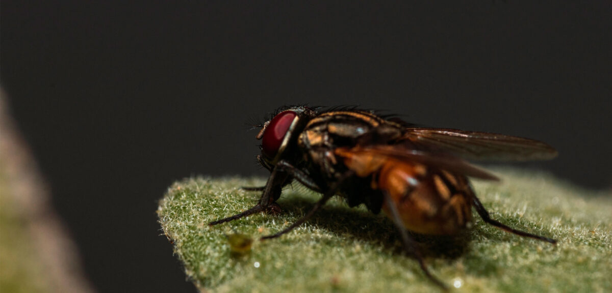 Matar moscas con el rabo