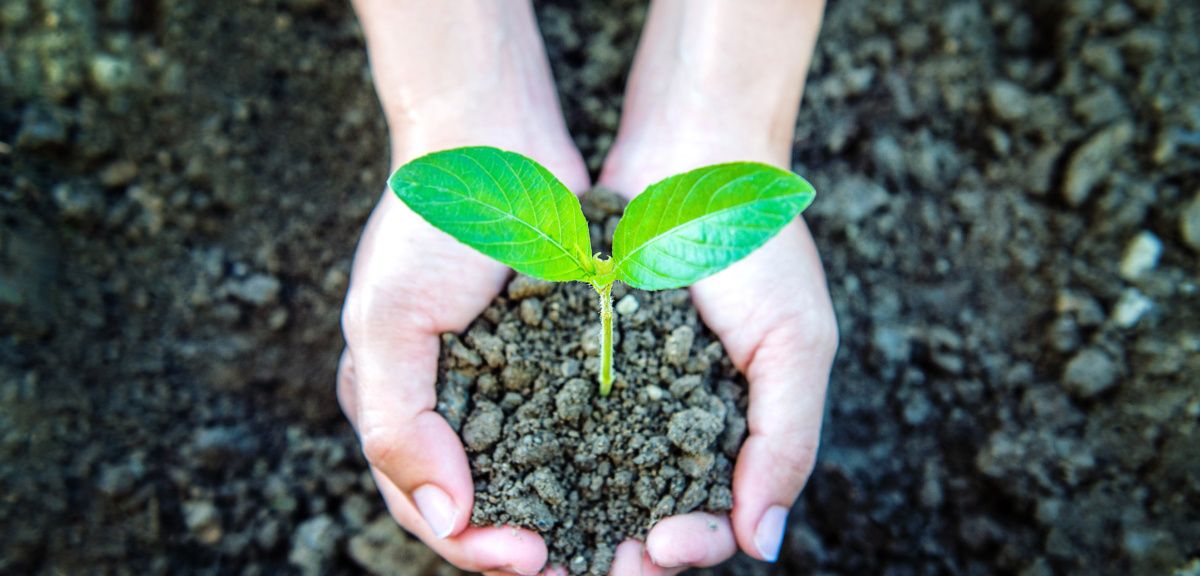 Dime que siembras y te diré lo que cosecharás